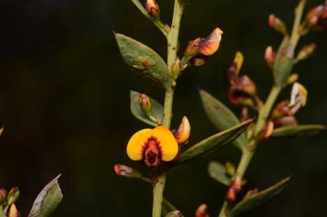 APII jpeg image of Daviesia ulicifolia subsp. pilligensis  © contact APII