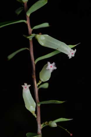 APII jpeg image of Leucopogon biflorus  © contact APII