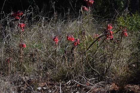 APII jpeg image of Bryophyllum delagoense  © contact APII