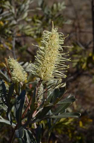 APII jpeg image of Grevillea sessilis  © contact APII