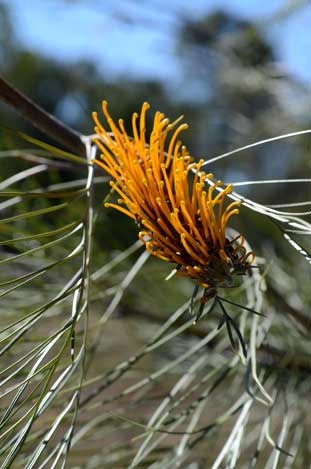 APII jpeg image of Grevillea pteridifolia  © contact APII