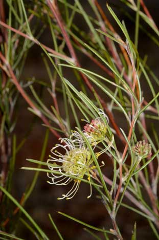 APII jpeg image of Grevillea hakeoides  © contact APII