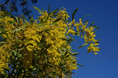 APII jpeg image of Acacia macradenia  © contact APII