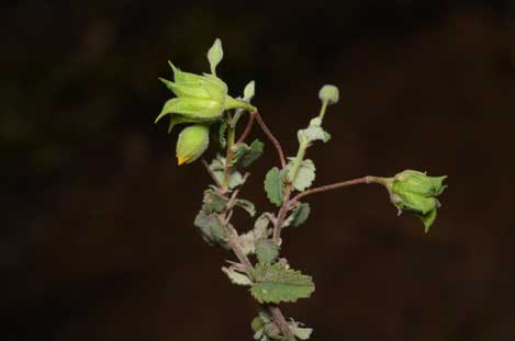 APII jpeg image of Abutilon oxycarpum  © contact APII