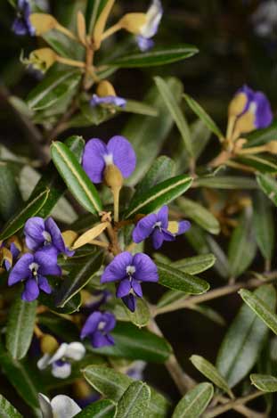 APII jpeg image of Hovea longipes  © contact APII