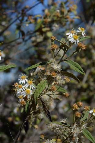 APII jpeg image of Olearia canescens  © contact APII