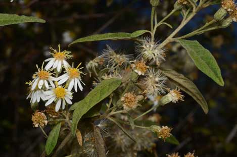 APII jpeg image of Olearia canescens  © contact APII