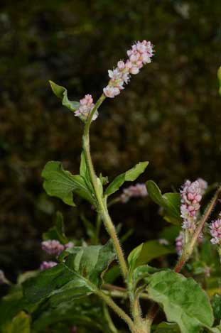 APII jpeg image of Persicaria orientalis  © contact APII