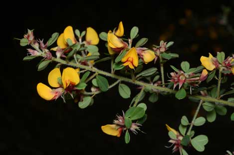 APII jpeg image of Pultenaea millarii var. millarii  © contact APII