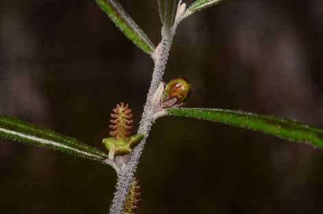 APII jpeg image of Bertya oleifolia  © contact APII