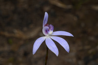 APII jpeg image of Caladenia caerulea  © contact APII