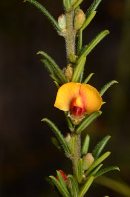 APII jpeg image of Mirbelia aotoides  © contact APII