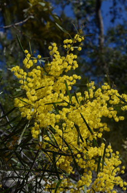 APII jpeg image of Acacia neriifolia  © contact APII