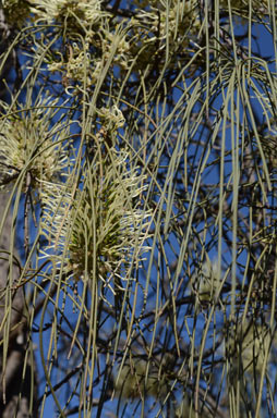 APII jpeg image of Hakea lorea  © contact APII