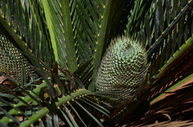 APII jpeg image of Macrozamia moorei  © contact APII