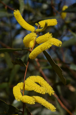 APII jpeg image of Acacia blakei subsp. blakei  © contact APII