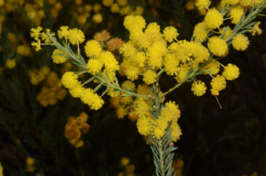 APII jpeg image of Acacia conferta  © contact APII