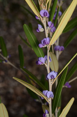 APII jpeg image of Hovea parvicalyx  © contact APII