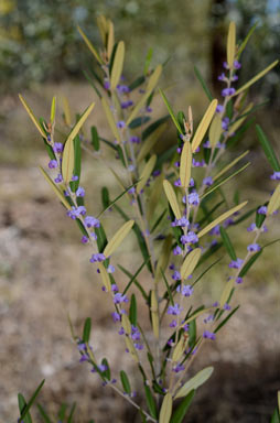 APII jpeg image of Hovea parvicalyx  © contact APII