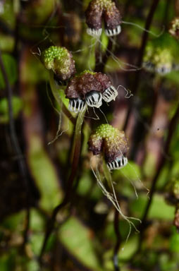 APII jpeg image of Asterella drummondii  © contact APII