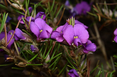 APII jpeg image of Mirbelia speciosa subsp. ringrosei  © contact APII