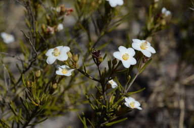 APII jpeg image of Ricinocarpos linearifolius  © contact APII