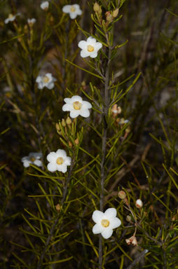 APII jpeg image of Ricinocarpos linearifolius  © contact APII