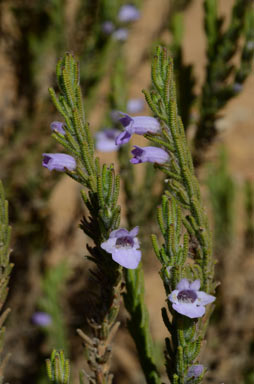 APII jpeg image of Chloanthes parviflora  © contact APII