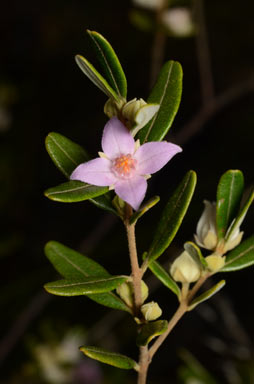 APII jpeg image of Boronia odorata  © contact APII