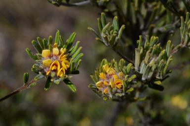 APII jpeg image of Pultenaea petiolaris  © contact APII