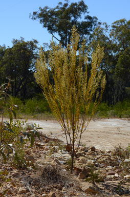 APII jpeg image of Logania albiflora  © contact APII