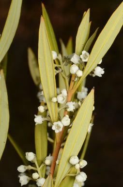 APII jpeg image of Logania albiflora  © contact APII