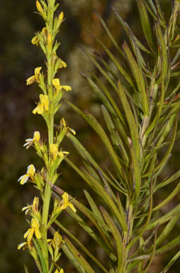 APII jpeg image of Goodenia racemosa var. racemosa  © contact APII