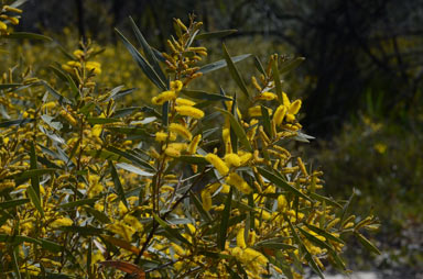 APII jpeg image of Acacia leptostachya  © contact APII