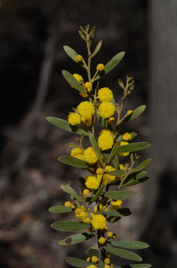 APII jpeg image of Acacia ixiophylla  © contact APII