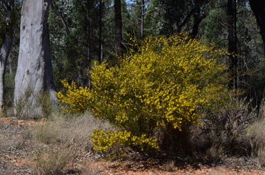 APII jpeg image of Acacia ixiophylla  © contact APII