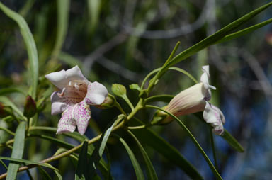 APII jpeg image of Eremophila bignoniiflora  © contact APII