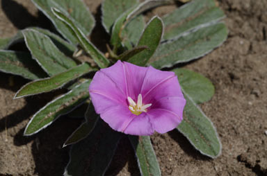 APII jpeg image of Polymeria marginata  © contact APII