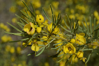 APII jpeg image of Senna artemisioides subsp. zygophylla  © contact APII