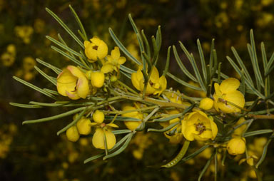 APII jpeg image of Senna artemisioides subsp. zygophylla  © contact APII