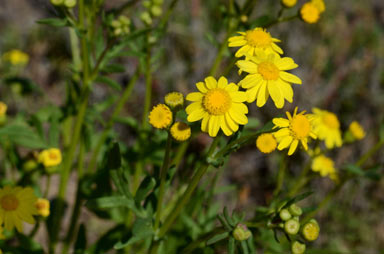 APII jpeg image of Senecio brigalowensis  © contact APII