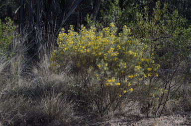 APII jpeg image of Senna artemisioides subsp. x artemisioides  © contact APII