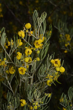 APII jpeg image of Senna artemisioides subsp. x artemisioides  © contact APII