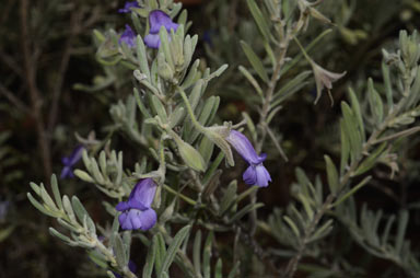 APII jpeg image of Eremophila bowmanii subsp. bowmanii  © contact APII