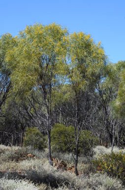 APII jpeg image of Acacia shirleyi  © contact APII