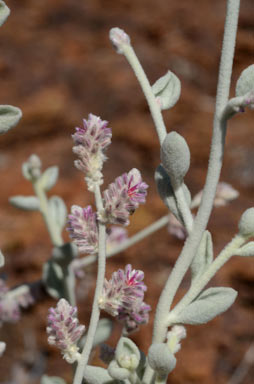 APII jpeg image of Ptilotus maconochiei  © contact APII