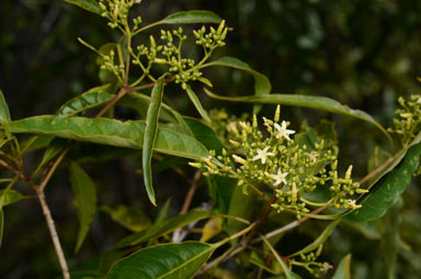 APII jpeg image of Alstonia constricta  © contact APII