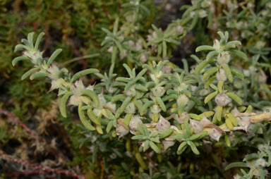 APII jpeg image of Sclerolaena bicornis var. horrida  © contact APII