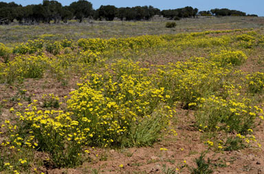 APII jpeg image of Senecio brigalowensis  © contact APII