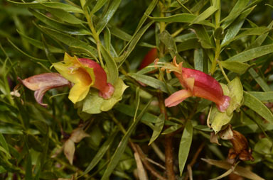 APII jpeg image of Eremophila duttonii  © contact APII